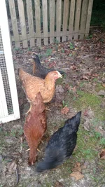 Chickens.webp