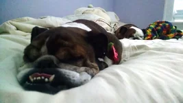Foxie and Lola sleepingIMG_20160601_064535575.webp Foxie and Lola sleepingIMG_20160601_064535575.webp