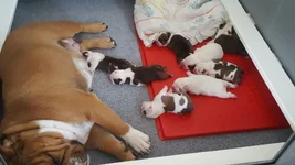Scarlet&Babies.webp
