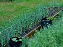 front garden garlic 002.jpg