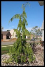 WEEPING ALASKAN CEDAR.JPG