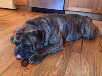 @ - Dozer's Dad - Diesel.webp