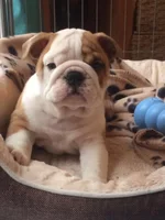 winston 8 weeks.webp