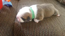 green pup.webp green pup.webp