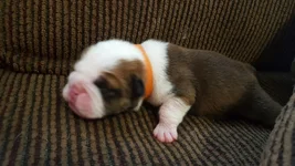 Orange Pup.webp Orange Pup.webp