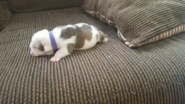 purple pup.webp purple pup.webp