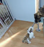 Odin and rosie 001.webp Odin and rosie 001.webp