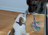Odin and rosie 002.webp Odin and rosie 002.webp