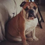 Biscuit sleeping sitting up.webp