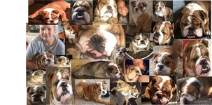 collage2.webp