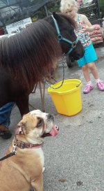 Biscuit with pony.jpg