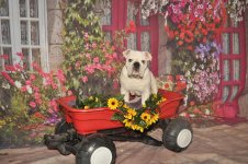 CART.jpg CART.jpg