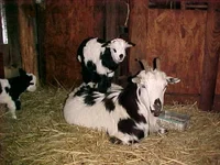 buckonMama.webp