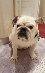 Bentley GUARDING TUB.webp