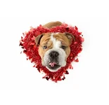 Chance Valentine.webp