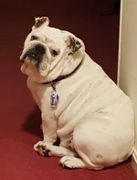 Bentley WAITING IN THE HALL.webp