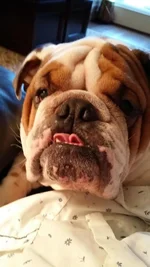 Tippy Tongue.webp