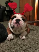 Chewy Love Bug.webp