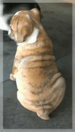 Bully Booty.webp