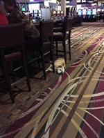 11419949_10205494396458335_748960285_n.webp