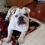 Beau.webp