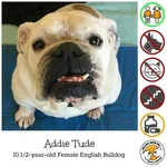 addietude.webp