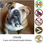 chevelle.webp