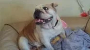 lola2cali.webp