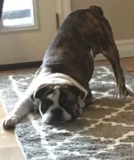 Jersey's Cute Butt.webp