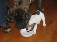 IMG_Bub and Darla.webp