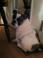 Darla 16w.webp