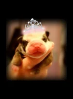 Bertha tiara 1 day.webp