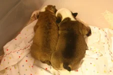 Bertha and meatball 6 days old.webp