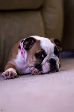 Ellie Mae 1.webp