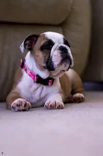 Ellie Mae 2.webp