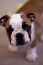 Ellie Mae 4.webp