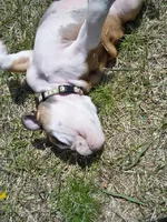 rolling in the grass.webp
