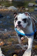 wallywater.webp