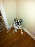 gunner 3.webp