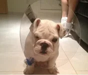 dozer.webp dozer.webp