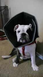 Ellie 001.webp