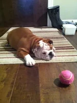 Guinness Ball.webp