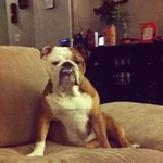 Guinness Sit Couch.webp