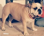 bb_Wilma_1Jahr.webp bb_Wilma_1Jahr.webp