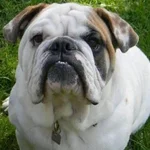 Custer.webp Custer.webp