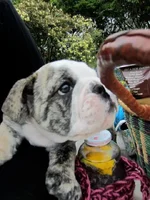 puppy.webp