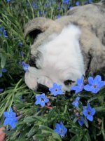 puppy flowers.jpg