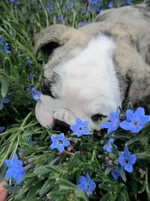 puppy flowers.webp