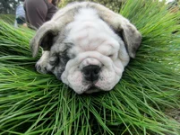 puppy flowers 3.webp
