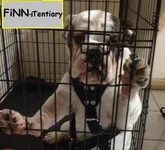 finn's den.webp